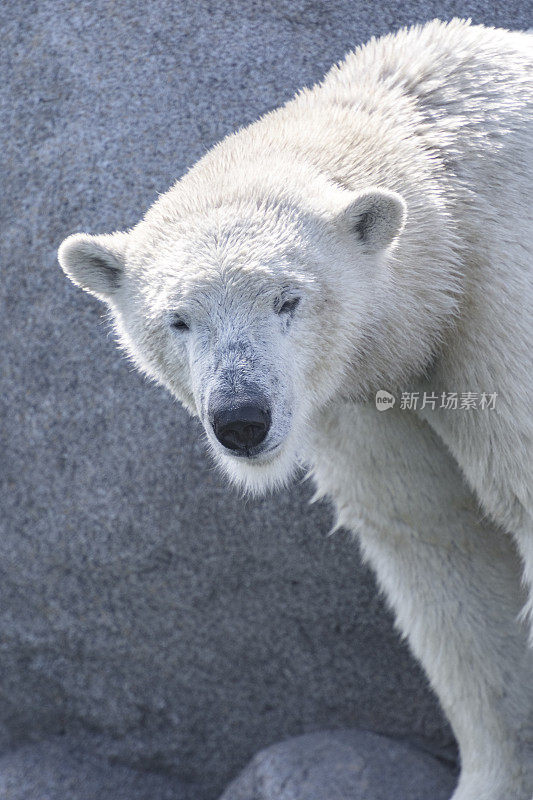 北极熊(Ursus maritimus)站在靠近水边的岩石上